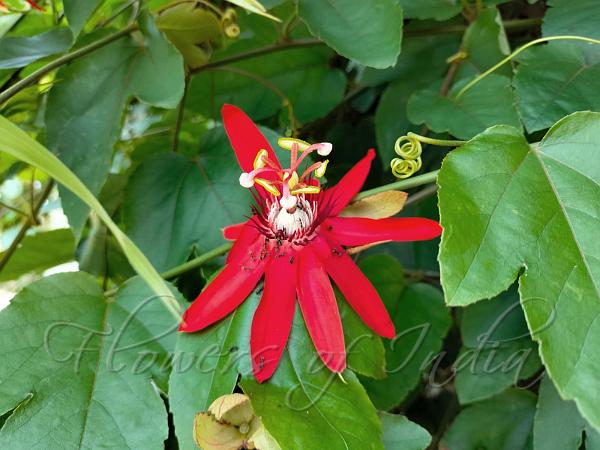 Perfumed Passion Flower